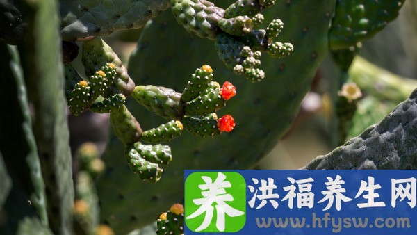 卵泡发育不良喝什么药调理