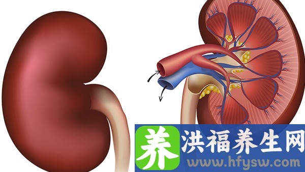 男人应该如何养肾？多吃哪些食物可以保护肾脏？