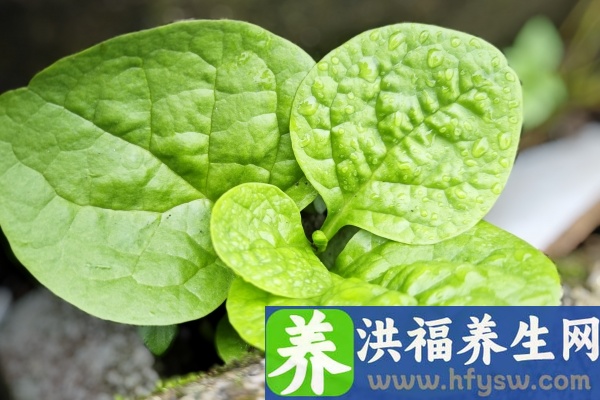 木耳菜的功效与作用、禁忌和食用方法