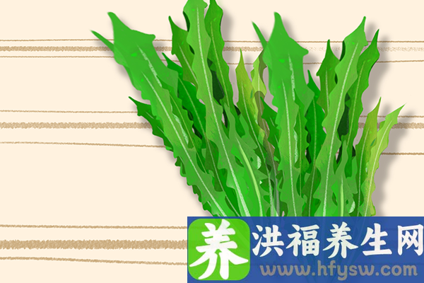 苦菊的功效与作用、禁忌和食用方法
