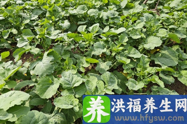 油菜的功效与作用、禁忌和食用方法