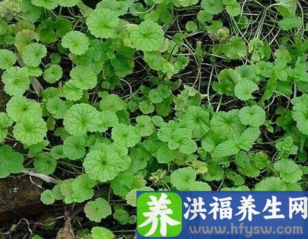 大暑养生吃什么 七食谱让你吃出健康