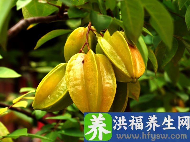 杨桃可以减肥吗
