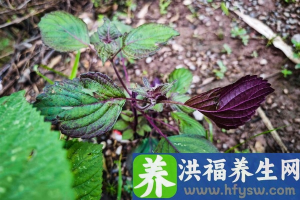 紫苏的功效与作用、禁忌和食用方法