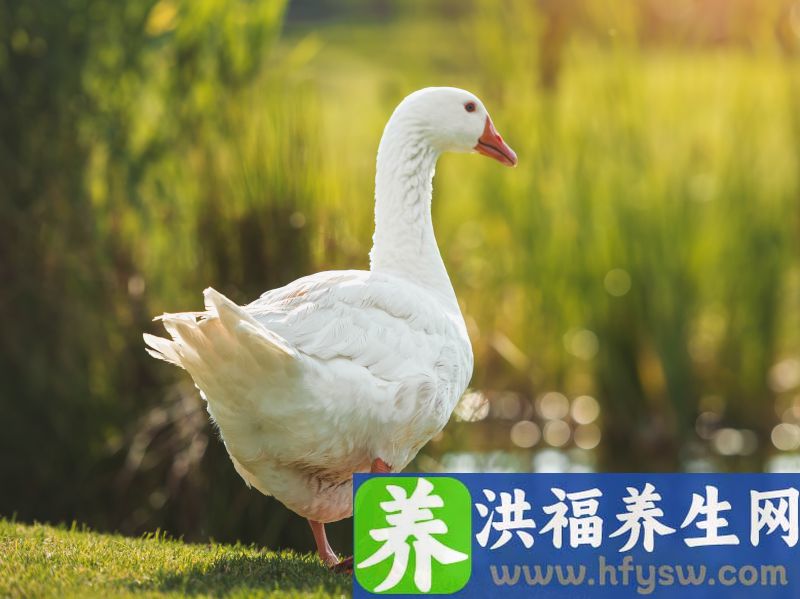 鹅肉是发物，会导致癌症复发和转移？加速癌细胞生长或是这4种肉