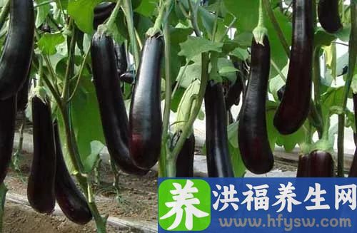 还在发愁每天吃什么？夏季应季蔬菜一览表！