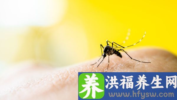 登革热经什么传播