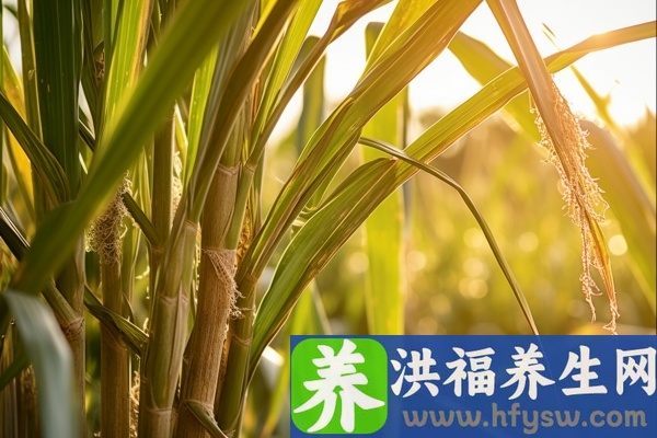 吃甘蔗的好处与坏处