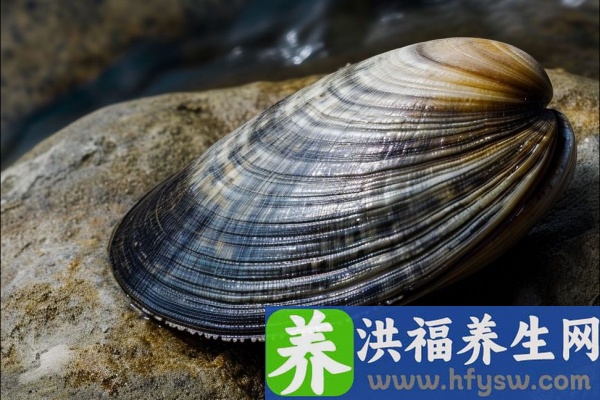 花蛤的功效与作用、禁忌和食用方法