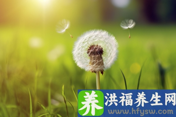 婆婆丁的功效与作用、禁忌和食用方法