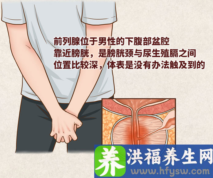 前列腺位置