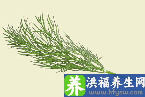 茴香的功效与作用、禁忌和食用方法