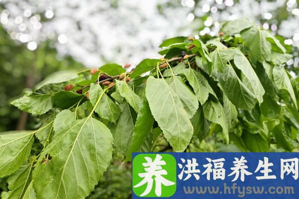 桑叶的功效与作用、禁忌和食用方法