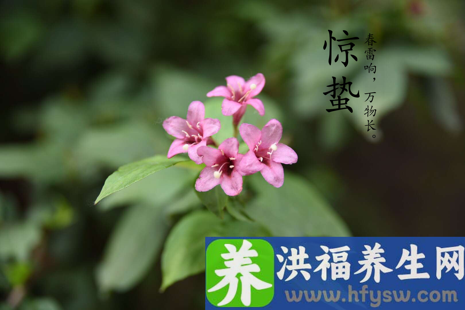 惊蛰节气到，要护好肝，才能有好气色，推荐10道养肝家常菜谱