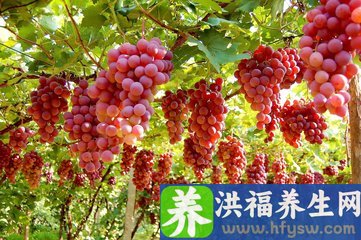 什么食物护肝呢？