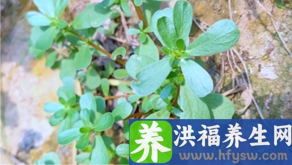 马齿苋能治糖尿病吗