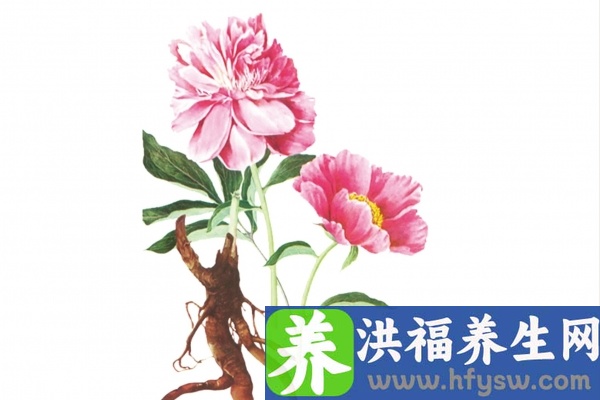 芍药的功效与作用、禁忌和食用方法