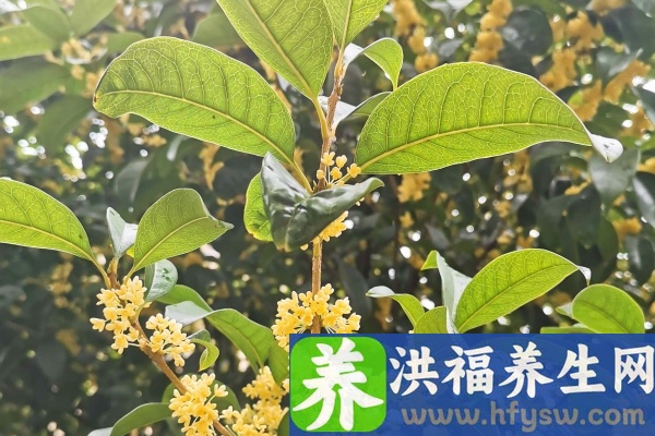 桂花的功效与作用、禁忌和食用方法