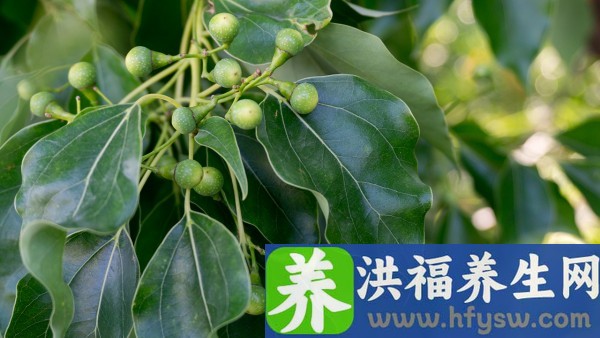 多囊卵巢综合征吃什么调理