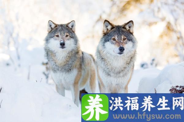 冬天嘴唇干裂最快解决办法