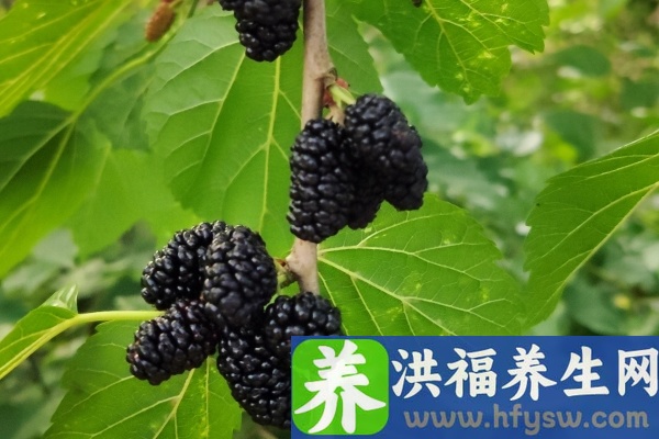 桑葚子的功效与作用、禁忌和食用方法